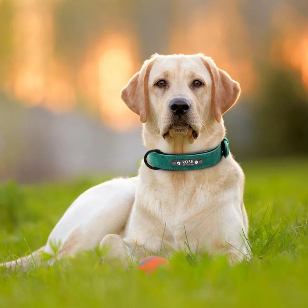 LumiTag™ – Personalisiertes Leder Hundehalsband mit Gravur