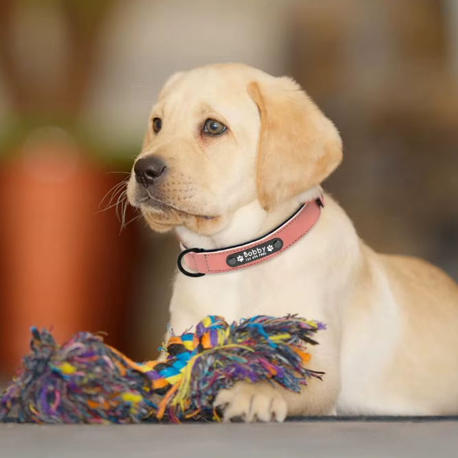 LumiTag™ – Personalisiertes Leder Hundehalsband mit Gravur